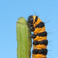 Cinnabar Moth Caterpillar 2 